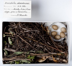 eggs_museum_Acrocephalus_schoenobaenus201010061149
