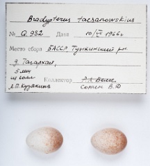 eggs_apart_Bradypterus_tacsanowskius201009301742