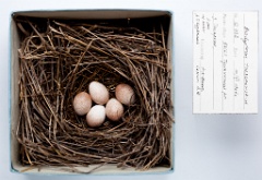 eggs_museum_Bradypterus_tacsanowskius201009301741