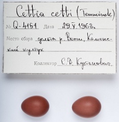 eggs_apart_Cettia_cetti201010061232