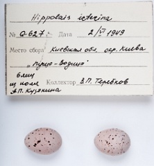 eggs_apart_Hippolais_icterina201009301435