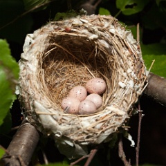 nest090610-3_eggs_nature_Hippolais_icterina200906101821-1
