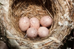 nest090610-3_eggs_nature_Hippolais_icterina200906101827