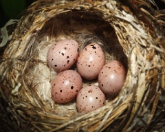 nest100529_eggs_nature_Hippolais_icterina201005291311