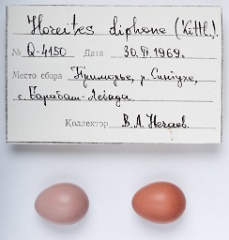 eggs_apart_Horeites_diphone201010061241