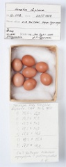 eggs_museum_Horeites_diphone201009241635