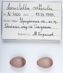 eggs_apart_Locustella_certhiola201009291638