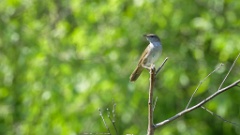 0_Locustella_fasciolata_2024_0601_0959-8