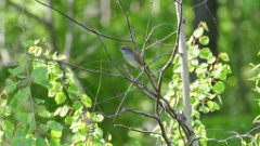 Locustella_fasciolata_2024_0601_0959-5