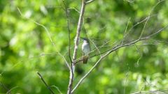 Locustella_fasciolata_2024_0601_0959-6