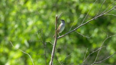 Locustella_fasciolata_2024_0601_0959-7