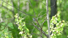 Locustella_fasciolata_2024_0601_0959