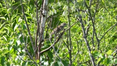 Locustella_fasciolata_2024_0601_1000