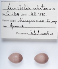 eggs_apart_Locustella_ochotensis201009291654