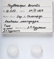 eggs_apart_Phylloscopus_borealis201009301625-1