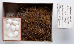 eggs_museum_Phylloscopus_borealis201009301625