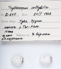 eggs_apart_Phylloscopus_collybita201009301643