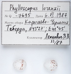 eggs_apart_Phylloscopus_lorenzii201010211714