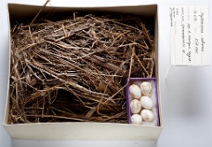 eggs_museum_Phylloscopus_schwarzi201009301349