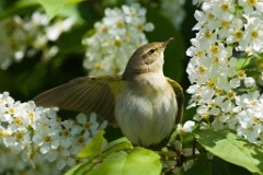 bird_singing_Phylloscopus_trochilus200805031248