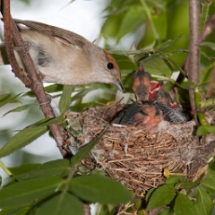 nest_with_bird_Sylvia_atricapilla200906031539-3