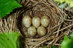 eggs_nature_Sylvia_borin201005301849-2