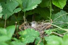 nest_with_bird_Sylvia_borin200906111843-1