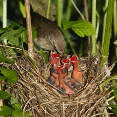 nest_with_bird_Sylvia_borin201006071122-2