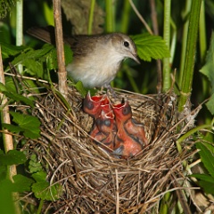 nest_with_bird_Sylvia_borin201006071122-3
