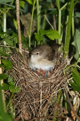 nest_with_bird_Sylvia_borin201006071123-1