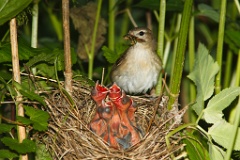 nest_with_bird_Sylvia_borin201006071131-3