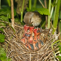 nest_with_bird_Sylvia_borin201006071131-4