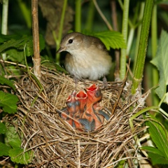nest_with_bird_Sylvia_borin201006071131-5