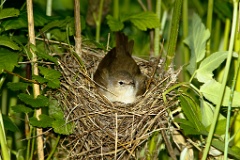 nest_with_bird_Sylvia_borin201006071135-1