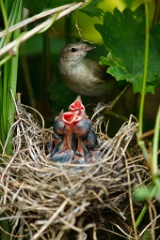 nest_with_bird_Sylvia_borin201006191204-3