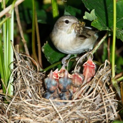 nest_with_bird_Sylvia_borin201006191259-4