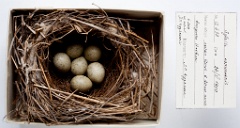 eggs_museum_Sylvia_communis201009301505