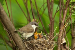nest_with_bird_Sylvia_curruca200906071636