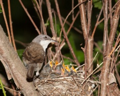 nest_with_bird_Sylvia_curruca200906071748
