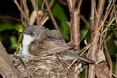 nest_with_bird_Sylvia_curruca200906071841
