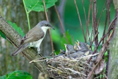 nest_with_bird_Sylvia_curruca200906091533