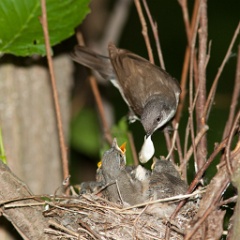 nest_with_bird_Sylvia_curruca200906091553