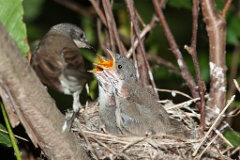 nest_with_bird_Sylvia_curruca200906111932
