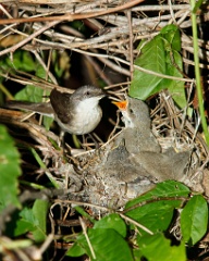 nest_with_bird_Sylvia_curruca201006121043