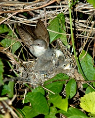 nest_with_bird_Sylvia_curruca201006121046-1