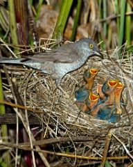 nest_with_bird_Sylvia_nisoria201006091148