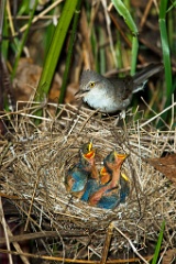 nest_with_bird_Sylvia_nisoria201006091221