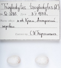 eggs_apart_Troglodytes_troglodytes201009291617