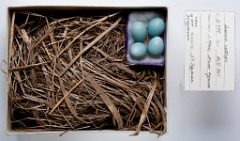 eggs_museum_Luscinia_calliope201010011407