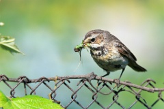 birds_feeding_Luscinia_svecica_2012_0613_0848